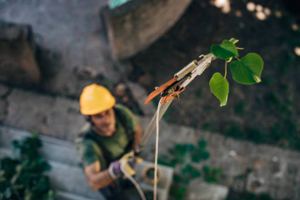 Tree and Shrub Care in Morganton, NC